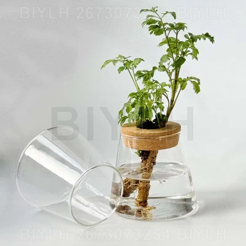 Florero de Vidrio para Plantas Hidropónicas y Decoración
