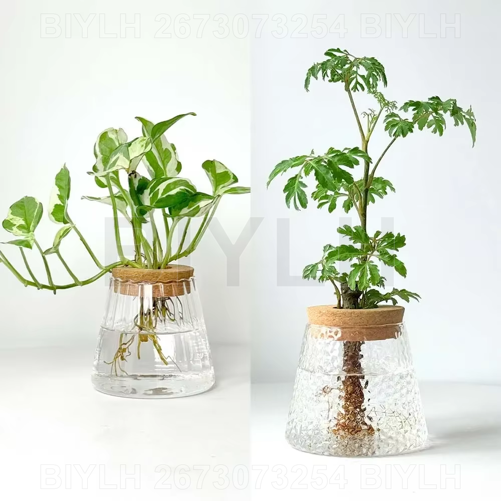 Florero de Vidrio para Plantas Hidropónicas y Decoración