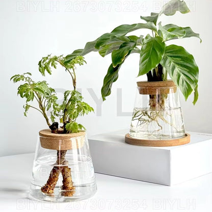 Florero de Vidrio para Plantas Hidropónicas y Decoración