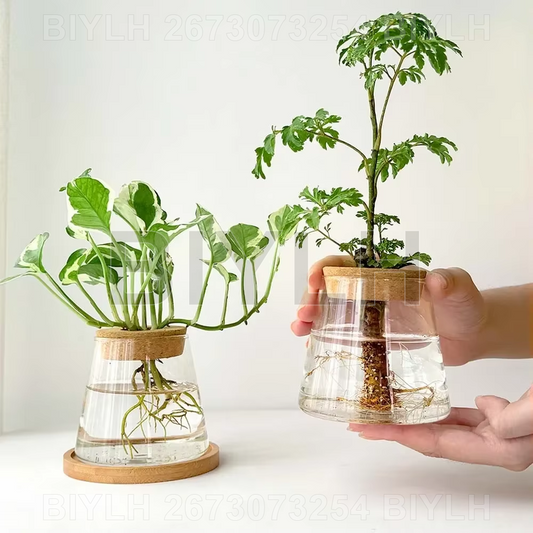 Florero de Vidrio para Plantas Hidropónicas y Decoración